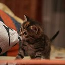 ���� ������, ������, 46 ��� - ��������� 16 ���� 2014