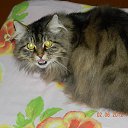 ���� ���������, ����� - ��������� 17 ��� 2014 � ������ ���� ����������