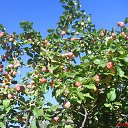 ���� � ������ �� ������� ���� ����������