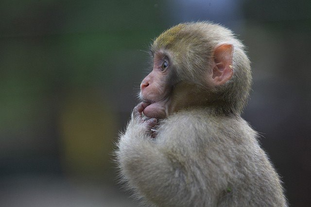   . #animal@travel.blog - 5