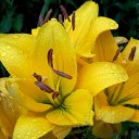 ���� 2014 �� ������� �����ܻ