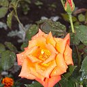  Inessa, , 54  -  27  2014    