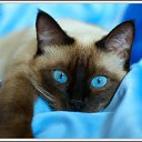 ���� �������, �����, 47 ��� - ��������� 22 ����� 2014 � ������ ���� ����������