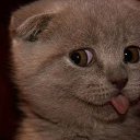 ���� �����, ���������, 43 ���� - ��������� 24 ���� 2014 � ������ ���� ����������