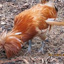 ���� ����, �����, 52 ���� - ��������� 24 ��� 2014 � ������ ��������