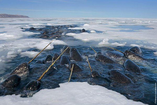     .  (Paul Nicklen)    National Geographic  ... - 16