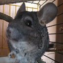 ������� ���� �� ������� ���� ����������