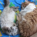 ���� �������, ����, 54 ���� - ��������� 21 ���� 2014 � ������ ������ ��������