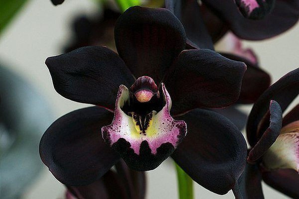    -    Cymbidium Kiwi Midnight