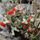 ���� ������, ����������, 66 ��� - ��������� 18 ������� 2014 � ������ ������ ��������