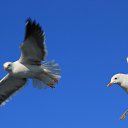 ���� ���������, ������, 55 ��� - ��������� 16 ���� 2014 � ������ ��������� ������