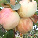 ���� �������, ���������, 52 ���� - ��������� 12 ������ 2014 � ������ ���� ����������