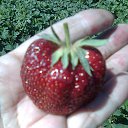 ��� ������ �� ������� ���� ����������