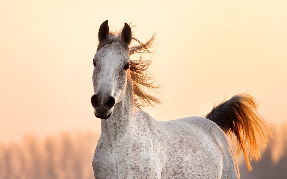 Добрая лошадка. Картинки лошадей красивые. Добрая лошадь. Лошади добра. Профессиональные фотографии лошадей.