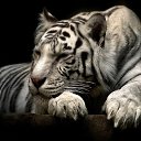 ���� Ilhan, ������, 40 ��� - ��������� 21 ���� 2014