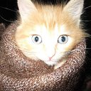 ����� �� ������� ���� ����������