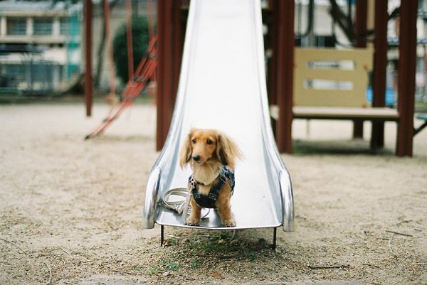 .•°Dogs Forever°•. - 3  2014  23:32