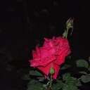 ���� �������, ���������, 65 ��� - ��������� 23 ������ 2014 � ������ ���� ����������