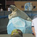 ���� �������, ������, 36 ��� - ��������� 26 ���� 2014 � ������ ���� ����������