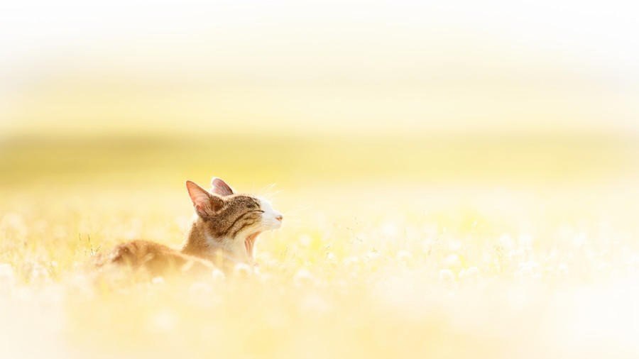  . #animal@travel.blog - 6