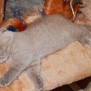 ���� �������� �� �������...., ���, 53 ���� - ��������� 20 ��� 2014 � ������ ������ ��������