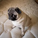 ���� Imp, ������� - ��������� 30 ��� 2014 � ������ �mops�