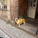 ������� - �� ��������� �� ������� ���� ����������