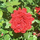 ���� ��������, �������, 68 ��� - ��������� 7 ������� 2014 � ������ ������ ��������