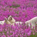 ���� �������-, ������ ��� - ��������� 24 ���� 2014 � ������ ������ ��������