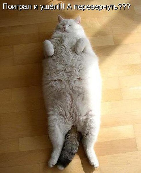 Наши любимцы :3 - 5 августа 2014 в 14:31