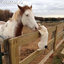  , , 71  -  7  2014     .