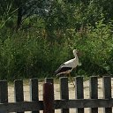  Roxanne, - -  2  2014   --