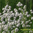 ���� ������, ����������, 66 ��� - ��������� 18 ������� 2014 � ������ ������ ��������