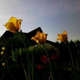 ������, ���, 52 ����