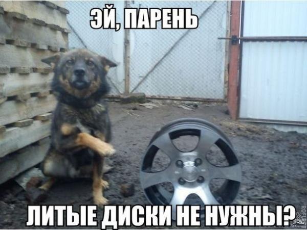 .•°Dogs Forever°•. - 10  2014  20:23