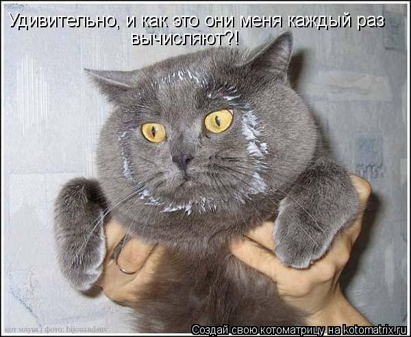 Наши любимцы :3 - 8 августа 2014 в 16:44