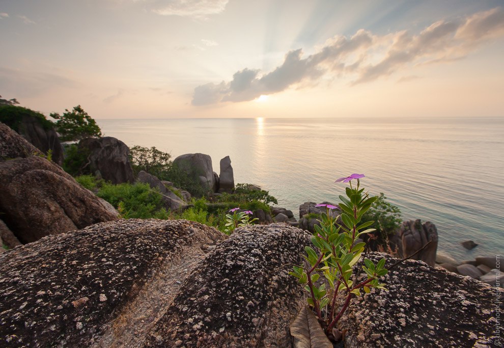 Koh Tao      ,        ... - 11