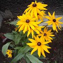 ���� �������, ������, 71 ��� - ��������� 8 ���� 2014 � ������ ���� ����������