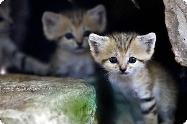 Котенок барханной кошки сидит в своём вольере в Зоологическом центре Сафари в Рамат-Гане недалеко от ...