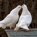  , -, 61  -  16  2014    