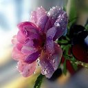 ���� ���k�, ����������, 63 ���� - ��������� 20 ��� 2014 � ������ ������ ��������