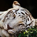 ���� ����� ��������, �������, 78 ��� - ��������� 5 ���� 2014