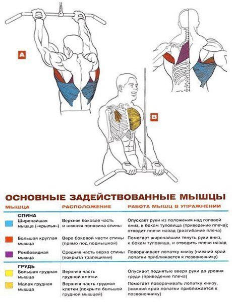 УПРАЖНЕНИЯ НА РАЗВИТИЕ МЫШЦ СПИНЫ: 1.Становая тяга 2.Тяга штанги в наклоне 3.Тяга штанги в наклоне ... - 2