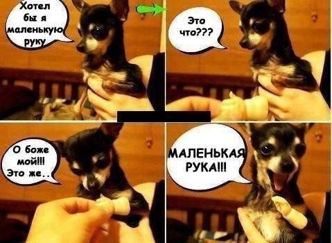 .•°Dogs Forever°•. - 3 августа 2014 в 22:43