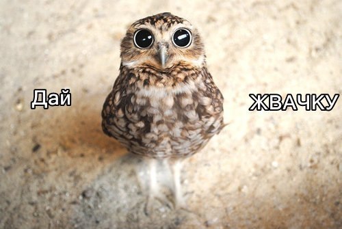 Наши любимцы :3 - 5 августа 2014 в 14:26