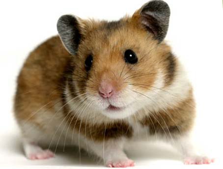 Favorite animals. - 19 ���� 2014 � 13:03