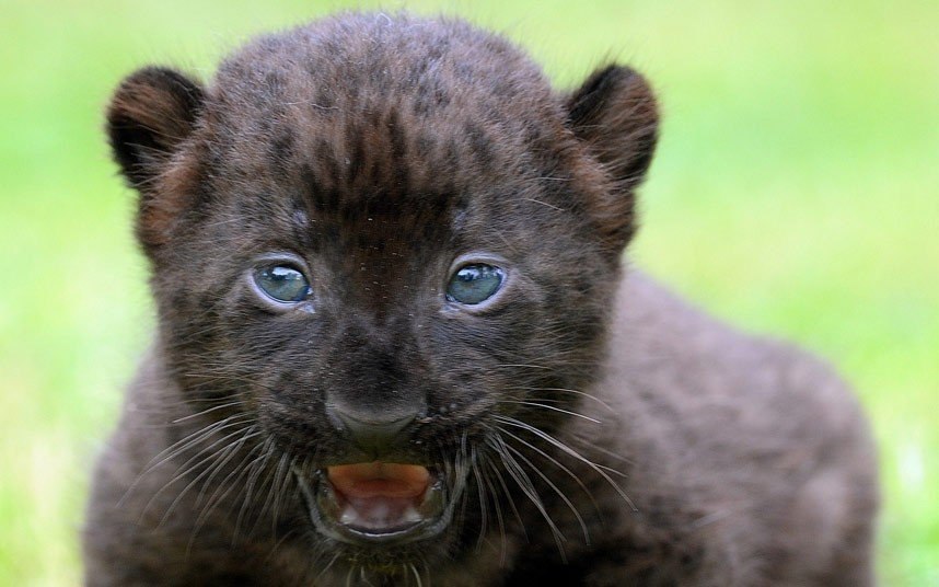   . #animal@travel.blog - 6