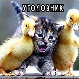 ���� ������, �������, 36 ��� - ��������� 15 ���� 2014