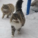 ���� Boris, �����-���������, 57 ��� - ��������� 18 ����� 2014 � ������ ���� ����������