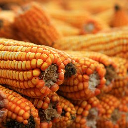 ���� Sergey, ������, 40 ��� - ��������� 18 ���� 2014